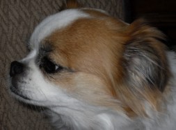 VLUU L100, M100  / Samsung L100, M100